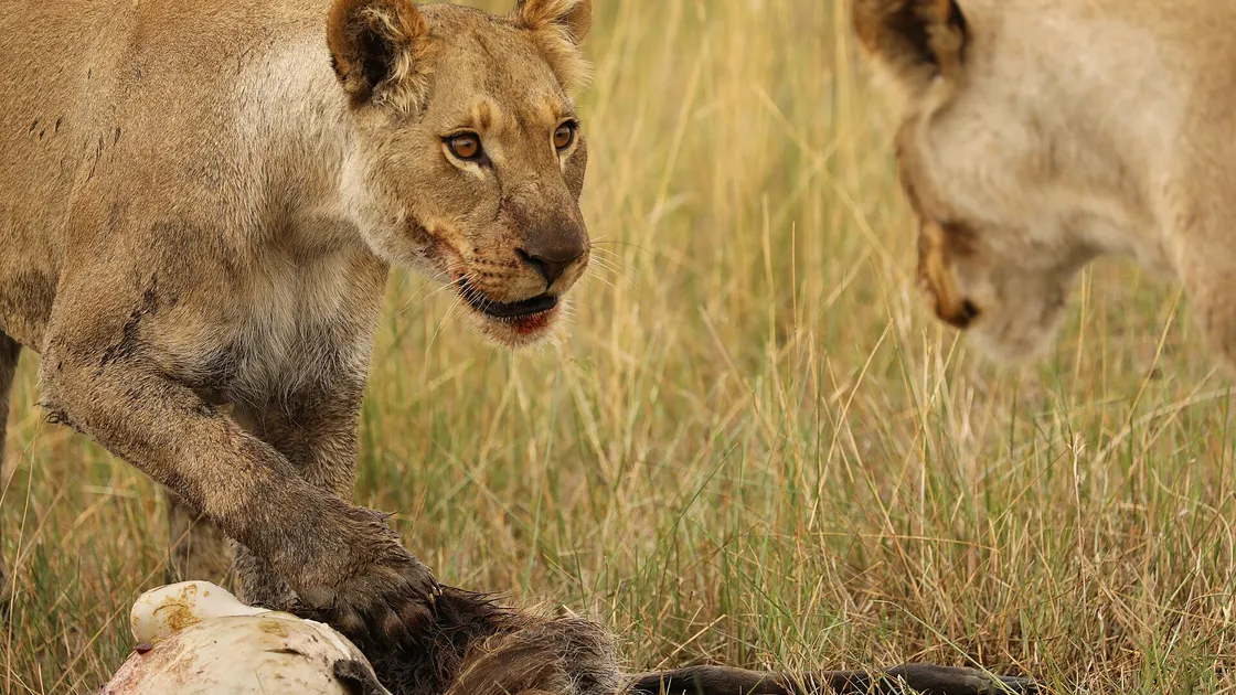 Un lion mâle adulte couché dans l'herbe sèche d'une savane.