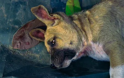 Un chien âgé couché sur le flanc dans une pièce carrelée, arrière-train affaissé
