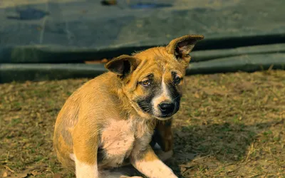Un chien de type pitbull adulte debout de profil en extérieur, poil ras, tête large et poitrail épais.