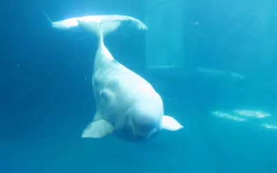Un béluga adulte en surface dans une eau grise, la tête ronde et le dos dépourvu de nageoire dorsale.