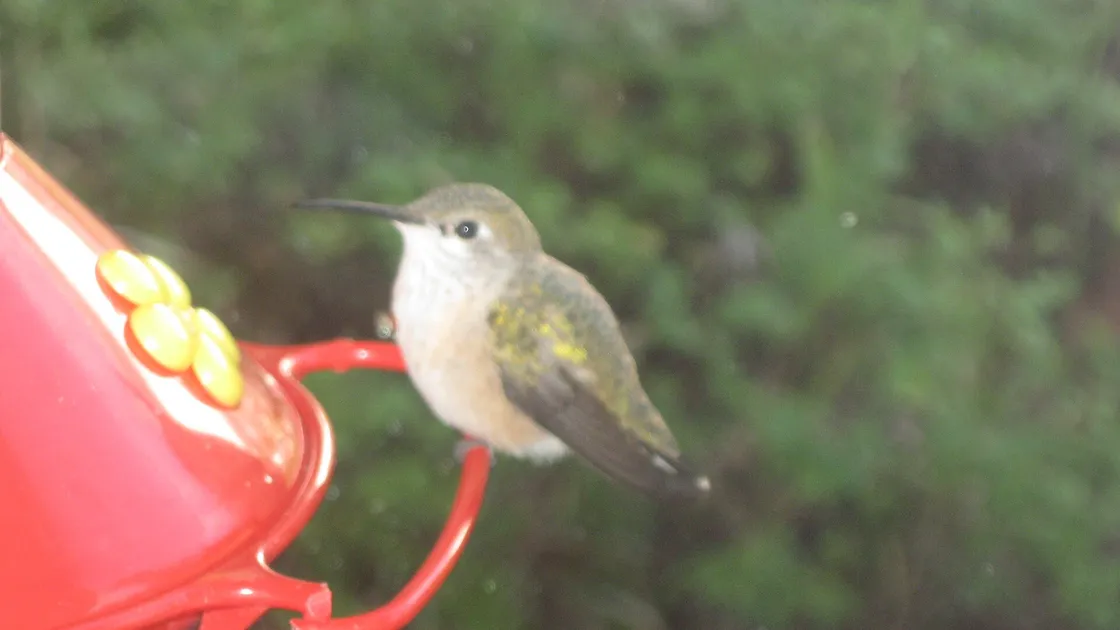 Un colibri en vol stationnaire devant une fleur rouge, les ailes floues, le bec engagé dans la corolle.
