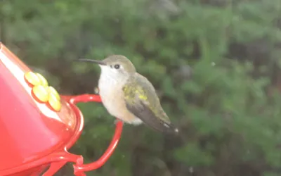 Un colibri en vol stationnaire devant une fleur rouge, les ailes floues, le bec engagé dans la corolle.
