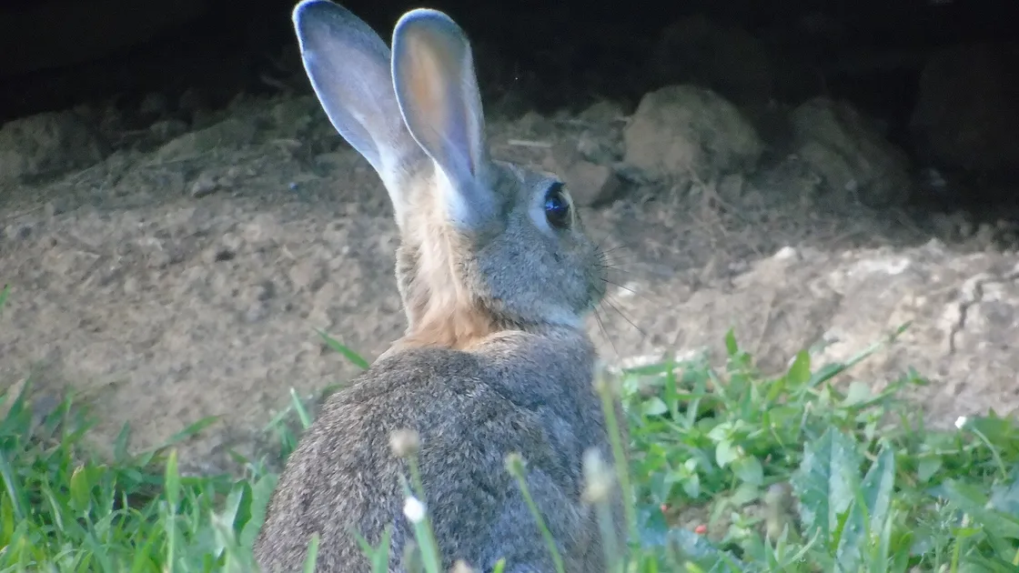Un lapin blanc dans une cage de laboratoire à barreaux métalliques