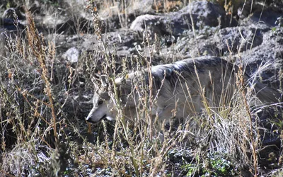 Un loup gris de profil sur une pente enneigée, pelage d’hiver épais et masque facial clair