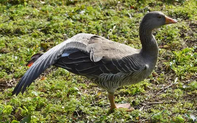 Une oie cendrée de profil sur une berge, le cou tendu à la verticale et le bec rose-orange bien visible