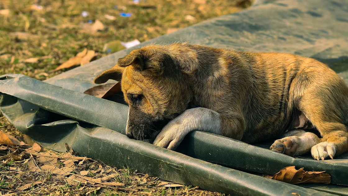 Un chiot de huit semaines assis seul derrière la vitre d’un box de présentation, sur un sol couvert de copeaux.