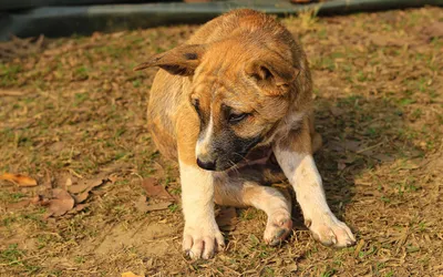Un chien de profil, l’encolure et le haut de l’épaule dégagés