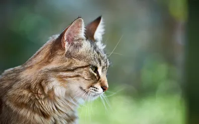 Un chat au collier assis sur un muret de pierre sèche, à la tombée du jour